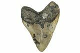 Fossil Megalodon Tooth - North Carolina #351727-2